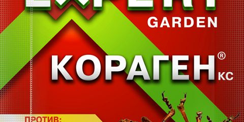 Rychle rostoucí stromy a keře pro chaty a zahrady